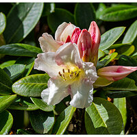 CR5m2_Rhododendron041526.jpg