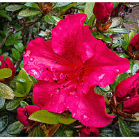 i15P_RedAzalea042326.jpg