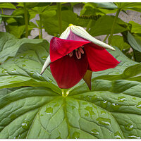 i15P_RedTrillium042326.jpg