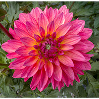 i15P_PI_Dahlia042326.jpg
