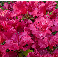 i15P_PI_Azalea050326.jpg