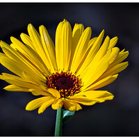 CR5m2_PotMarigold050726.jpg