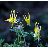 CR5m2_MellowYellow051026.jpg
