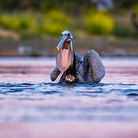 BRC00529Pelican.jpg
