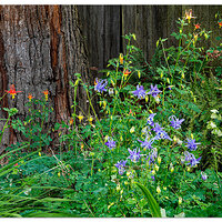 CR5m2_DS_Columbines051426.jpg