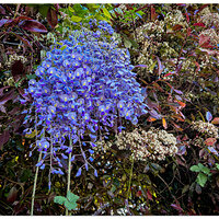 i13P_FencerowBlooms052222.jpg