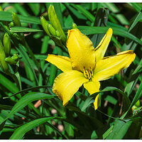 CR5m2_Lily053126.jpg