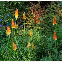 CR5m2_Torches3-3053026.jpg