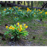 C5D4_ALBalsamRoot2050319.jpg