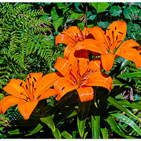 i15P_PI_ALilies061326.jpg
