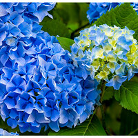 CR5m2_Hydrangea062326.jpg