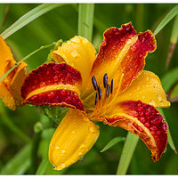 CR5m2_DLOrangeYellow062626.jpg