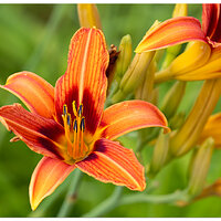CR5m2_OrangeDaylily062226.jpg