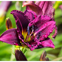 CR5m2_BlackLily062626.jpg