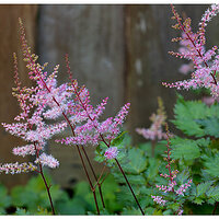 CR5m2_Astilbe1072726.jpg