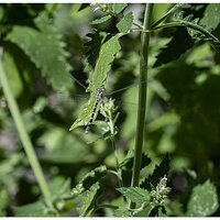 CR5m2_CBDamselfly072726.jpg