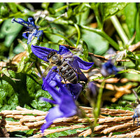 CR5m2_BeesBlooms1073026.jpg
