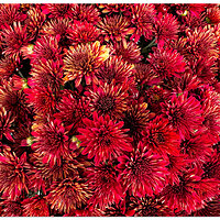 i15P_Mums081426.jpg