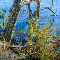 GFX100S000_010-Velvia Photo S3 copy.jpg