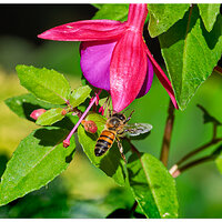 CR5m2_FuschiaBee091726.jpg