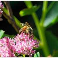 CR5m2_BeeSedum091626.jpg