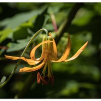 Tiger Lily