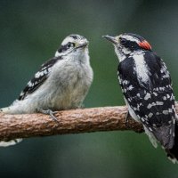 Feeding time
