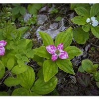 Dwarf Dogwood
