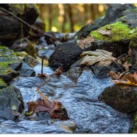 Leaves And Currents