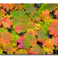 Autumn Leaves