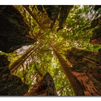 An ancient Sitka Spruce remakes itself.