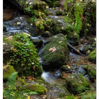 Trillium Trail