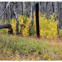 Life After a Forest Fire