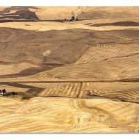 The Fields of the Palouse