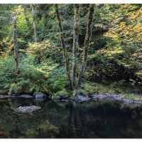 Sweet Creek Fall