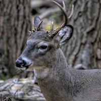 Look At Those Horns