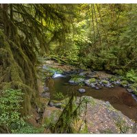 A Quiet Forest