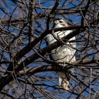 Watchful Eye