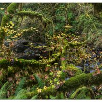 Trailside Contrasts