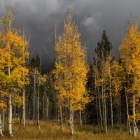 Million Dollar Trees on the Million Dollar Highway