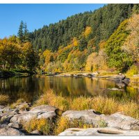 Fall Golds along the Siuslaw
