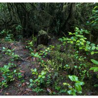 Umpqua Dune Trail
