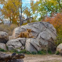 Lioness in Colorado Fall