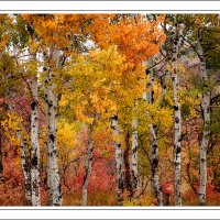 181008-9233-5DS R