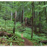 Trapper Creek Trail