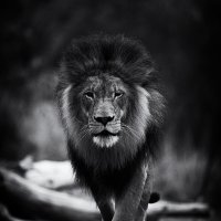 The King