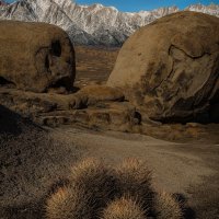 Barrel Cactus By Moonlight
