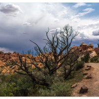Arches - Scenes along a Trail