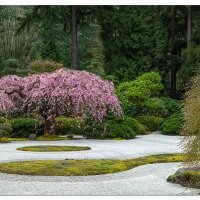 Flowering Crab Apple