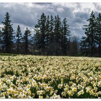 Woodburn Daffodils